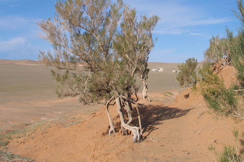 تجارت سیاه ثروت کویر در سمنان