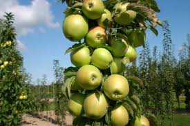 ۷۰۰ هزار تن سیب در سردخانه‌های کشور موجود است
