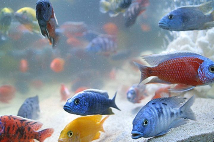 صادرات 8 میلیون قطعه ماهی از استان مرکزی