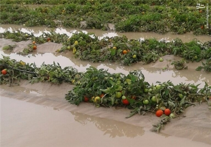 خسارت بارشها به 3 هزار و 600 هکتار از اراضی اندیمشک