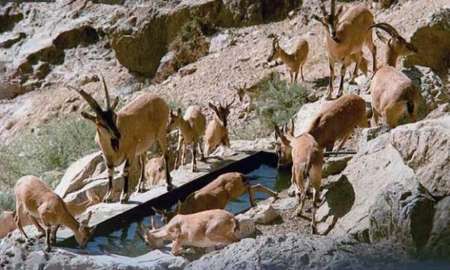 مساحت مناطق حفاظت شده استان بالاتر از استاندارد جهانی