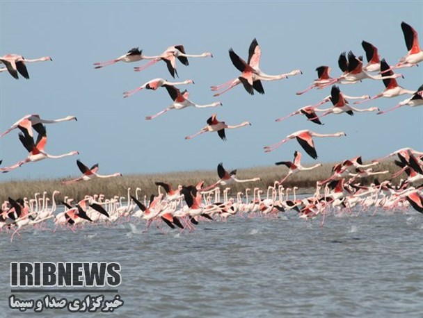 آغاز طرح سرشماری زمستانه پرندگان آبزی و کنارآبزی