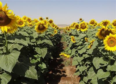 کشت دانه‌های آفتابگردان روغنی در استان به ۱۰۰۰ هکتار توسعه می‌یابد