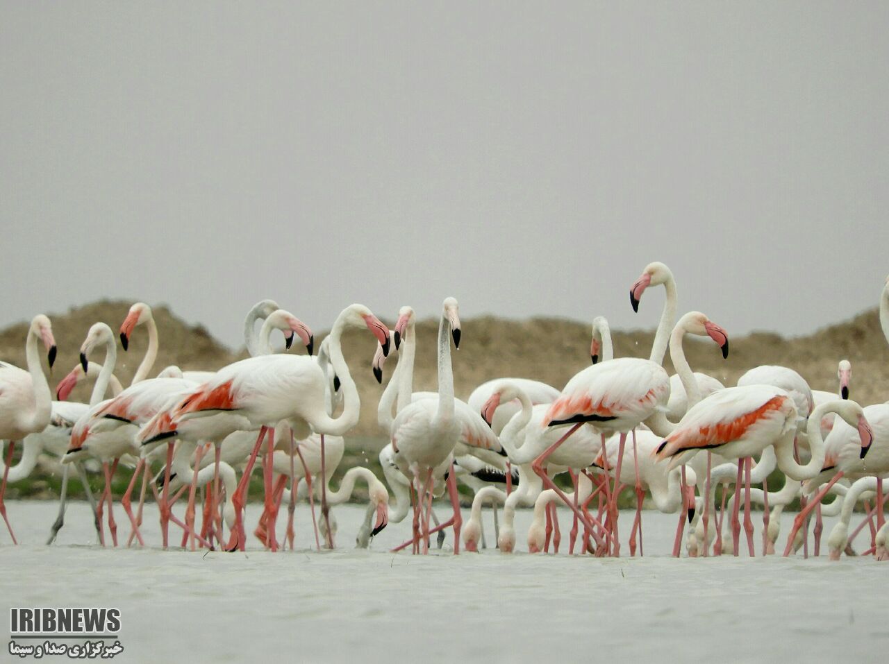 تالاب صالحیه البرز میزبان 120 گونه پرنده نادر