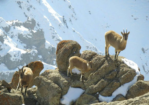 ادامه سرشماری پستانداران حیات وحش کُردستان
