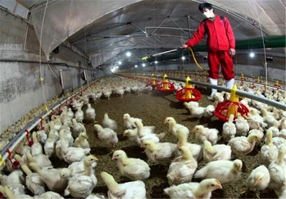 کنترل بیماری آنفولانزای فوق حاد پرندگان در استان