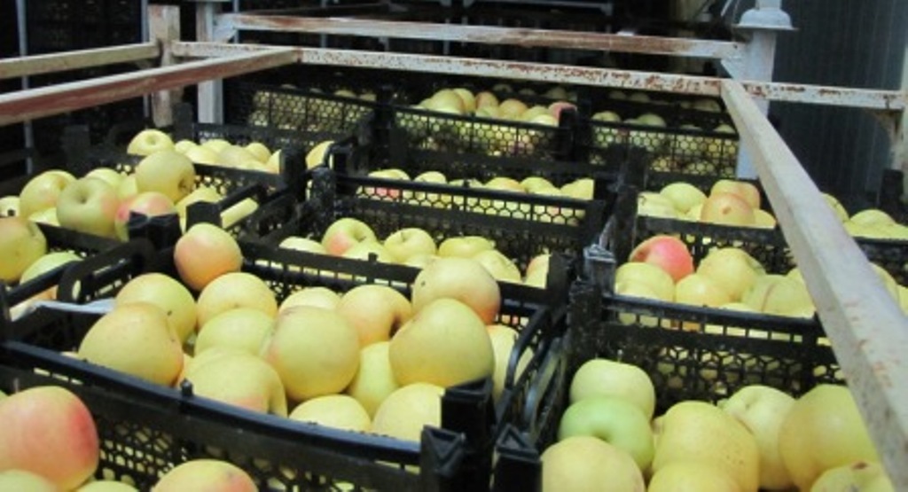 کامل شدن ذخیره‎سازی سیب شب عید در فارس