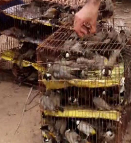 کشف پرندگان زینتی قاچاق در خوزستان