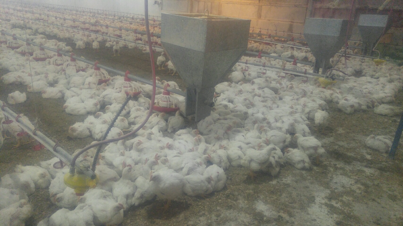 فعالیت 17 واحد مرغداری در زمینه تولید گوشت مرغ در کهگیلویه