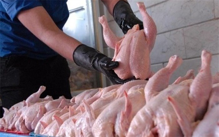 تولید روزانه ۵ تا ۱۰ تن مرغ بدون هورمون در فارس