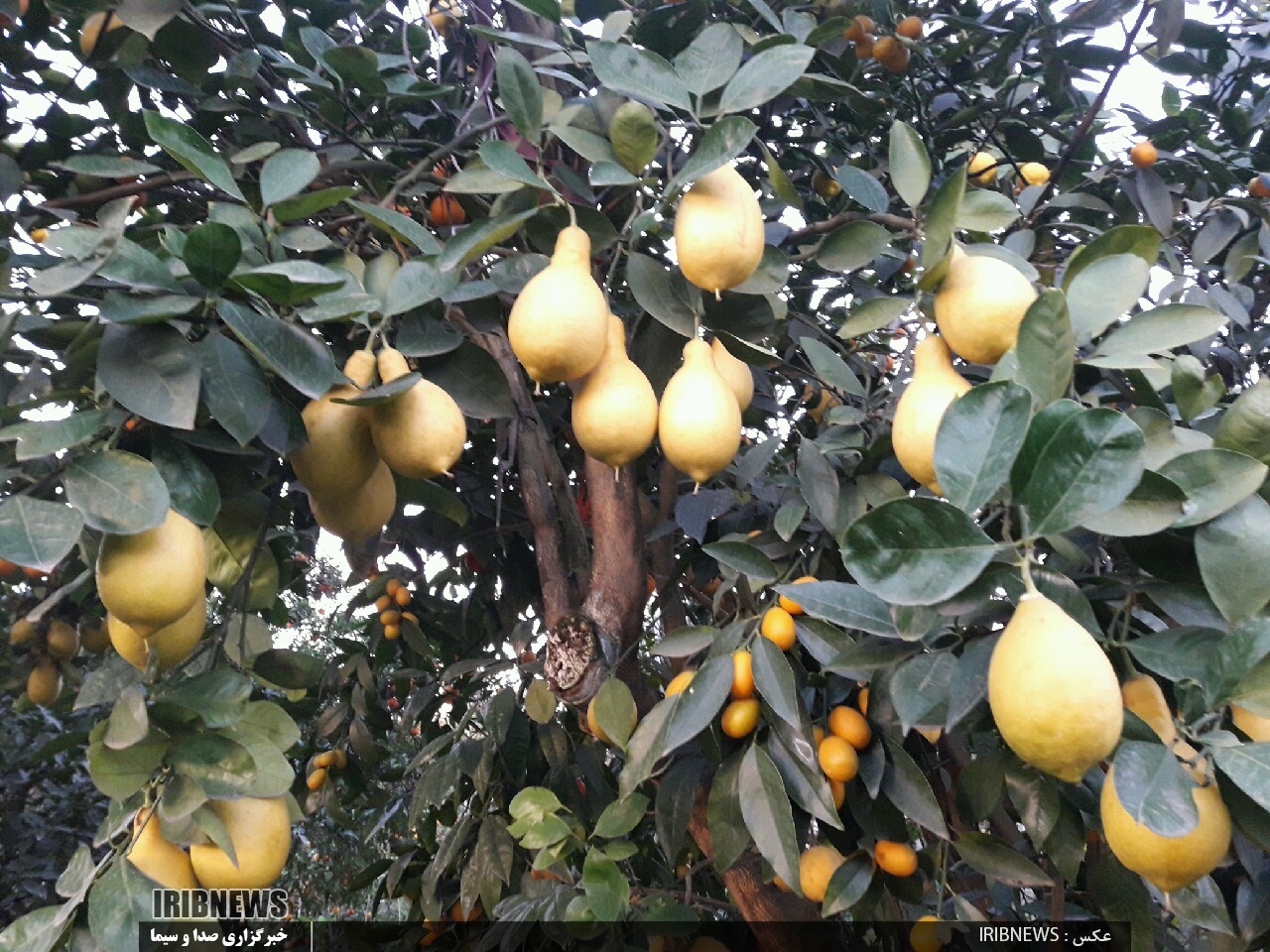 ابتکار جالب جوان رودسری برای تولید مرکبات