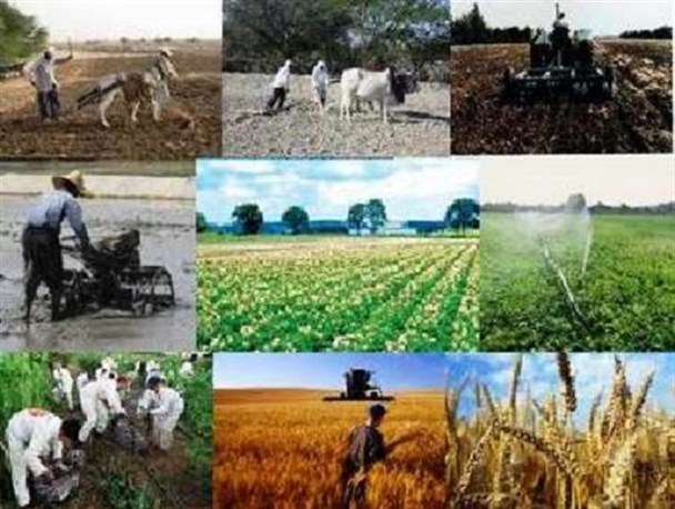 انتخاب برترین های کشاورزی در کاشمر