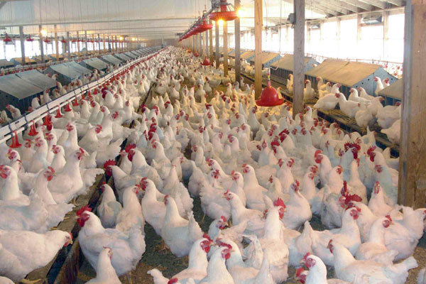 کمبود نهاده‌های دامی، مهمترین مشکل مرغداران