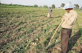بخشودگی سود و کارمزد تسهیات کشاورزان خسارت دیده
