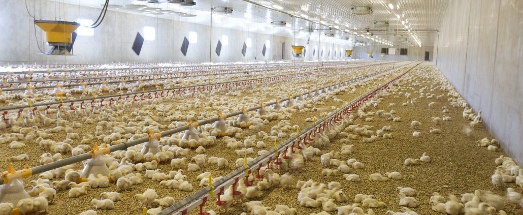 مصرف 80 درصد گوشت مرغ تولیدی سبزوار؛ در خارج شهرستان