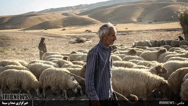 پرداخت غرامت کشاورزان بیمه شده در برابر حوادث طبیعی