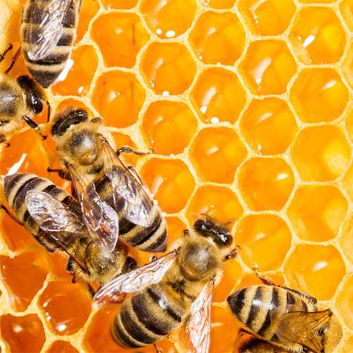 افزایش ۳۵ تنی تولید عسل در مانه و سملقان