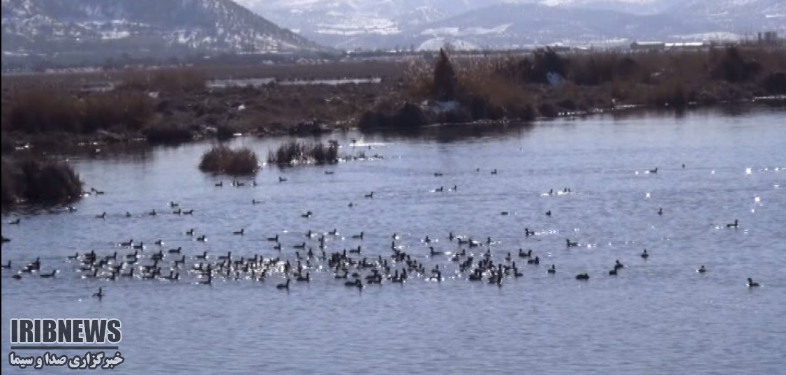 میهمانی پرندگان در دریاچه زریوار