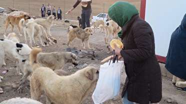 واکسینه شدن هزار و 115 قلاده سگ در مهاباد علیه بیماری هاری