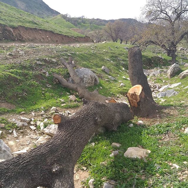 شناسایی ودستگیری زغال گیران متخلف در استان