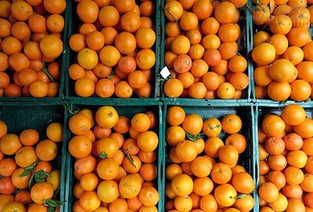 افزایش قیمت پرتقال در میدان مرکزی میوه و تره بار