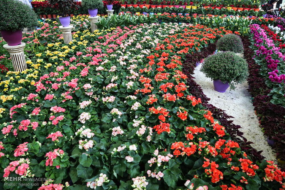 برپایی نمایشگاه گل و گیاه در یاسوج