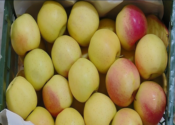 ذخیره ۳۰۰ تن سیب در سردخانه های استان