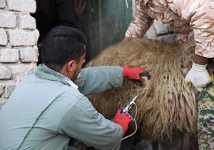 اعزام دامپزشکان اصفهانی به مناطق عشایرنشین خوزستان