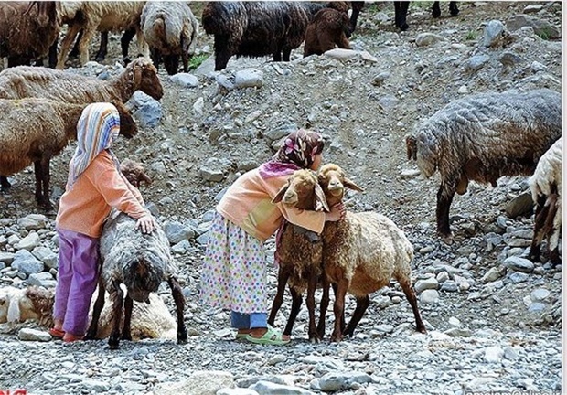 عشایر استان کرمان ؛ پشتوانه تولید گوشت قرمز