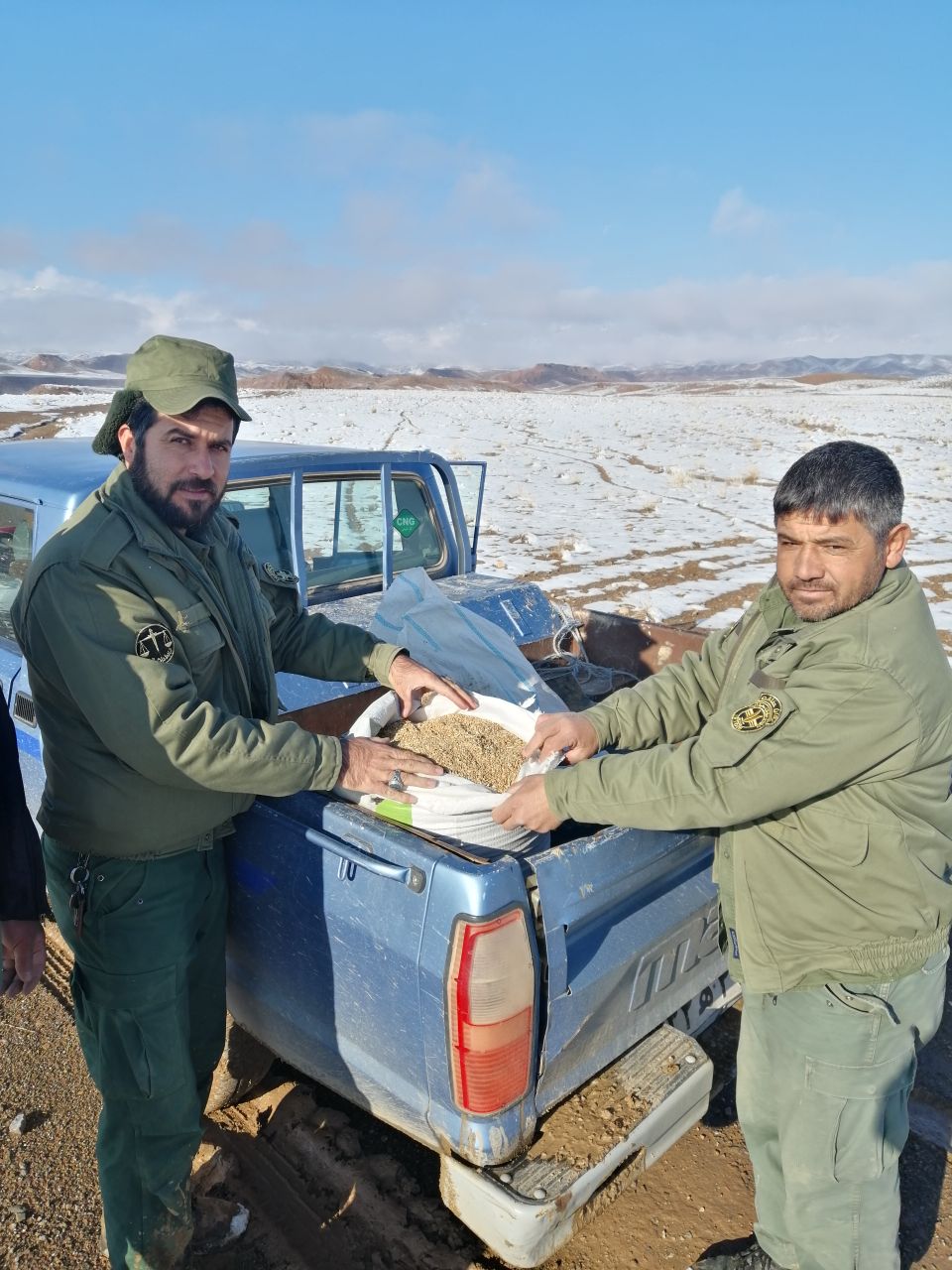 دان پاشی و توزیع علوفه برای پرندگان و علفخواران وحشی در خواف