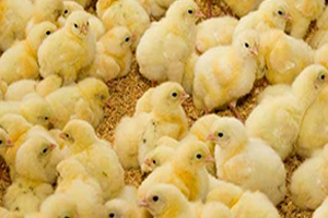 بررسی ظرفیت های تولید جوجه یک روزه و مرغ در کشور