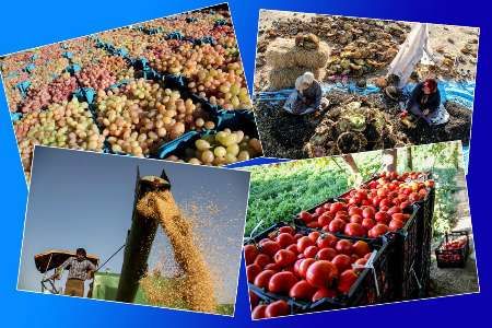 رونق کشاورزی در شهرستان خمین
