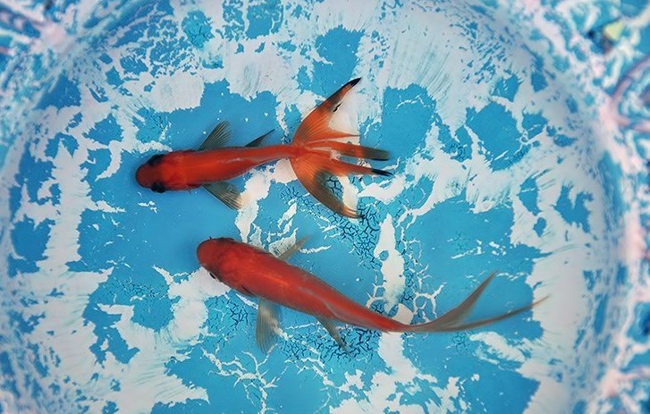 ممنوعیت رهاسازی ماهی قرمز سفره هفت سین در رودخانه و سد‌ها