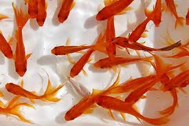رهاسازی ماهی قرمز زنگ خطری جدی برای محیط زیست