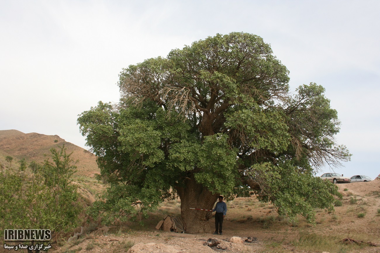 ثبت بنه کهنسال روستای پروینج خراسان جنوبی در فرست آثار ملی- طبیعی کشور