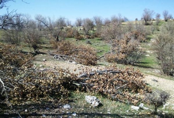 برخورد جدی با خسارت زنندگان به منابع طبیعی