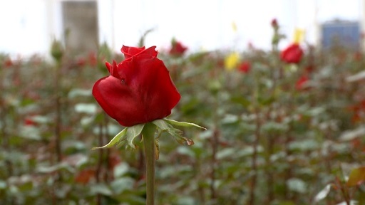 تولید یک میلیون و 350 هزار شاخه گل رز در خراسان جنوبی