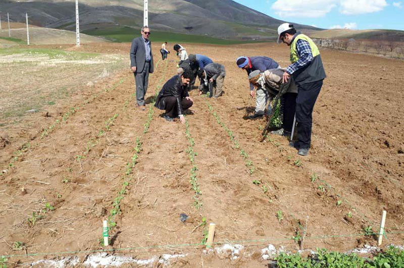 کشت نشایی کلزا برای اولین بار در کردستان