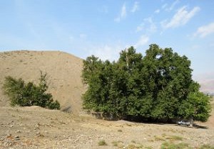 ثبت مجموعه چنار‌های روستای فانفین در فهرست آثار ملی