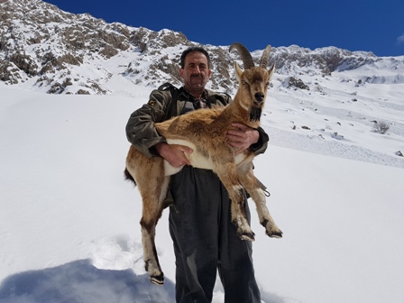 کل وحشی مصدوم به دامان طبیعت برگشت