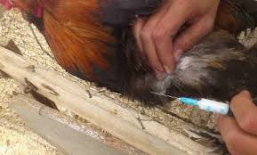 مورد مشکوکی از بیماری آنفلوانزای پرندگان در باخرز مشاهده نشده است