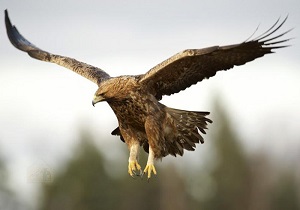 رهاسازی یک بهله عقاب در طبیعت ایذه