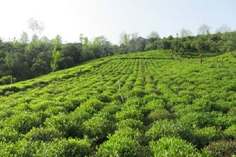 بهزراعی ۲۰ درصد باغات چای گیلان و مازندران