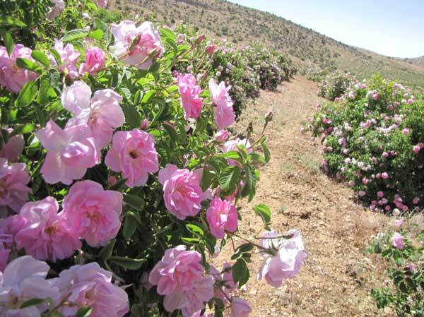 کاشت گل محمدی در 300 هکتار از اراضی تایباد