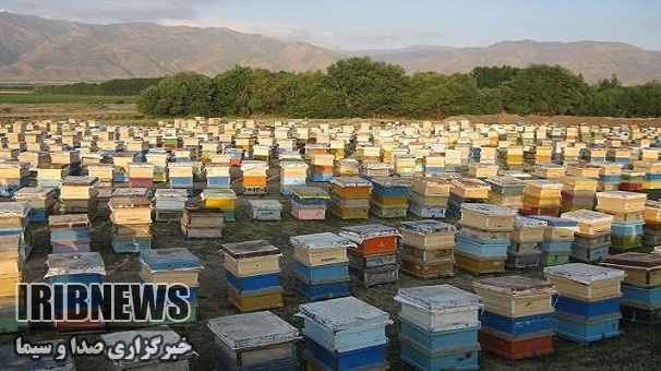 آغاز کوچ زنبورداران به مناطق ییلاقی زنجان