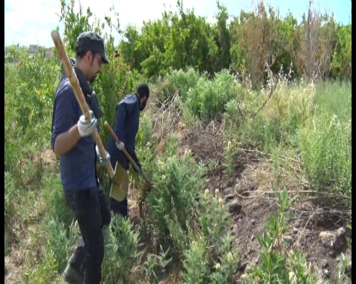 آغاز طرح مبارزه با بیماری سالک