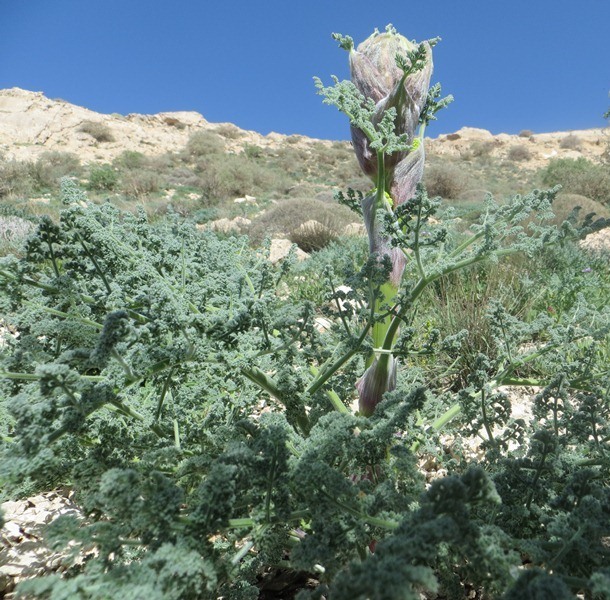 شناسایی هزار و 200 گونه گیاهی در استان