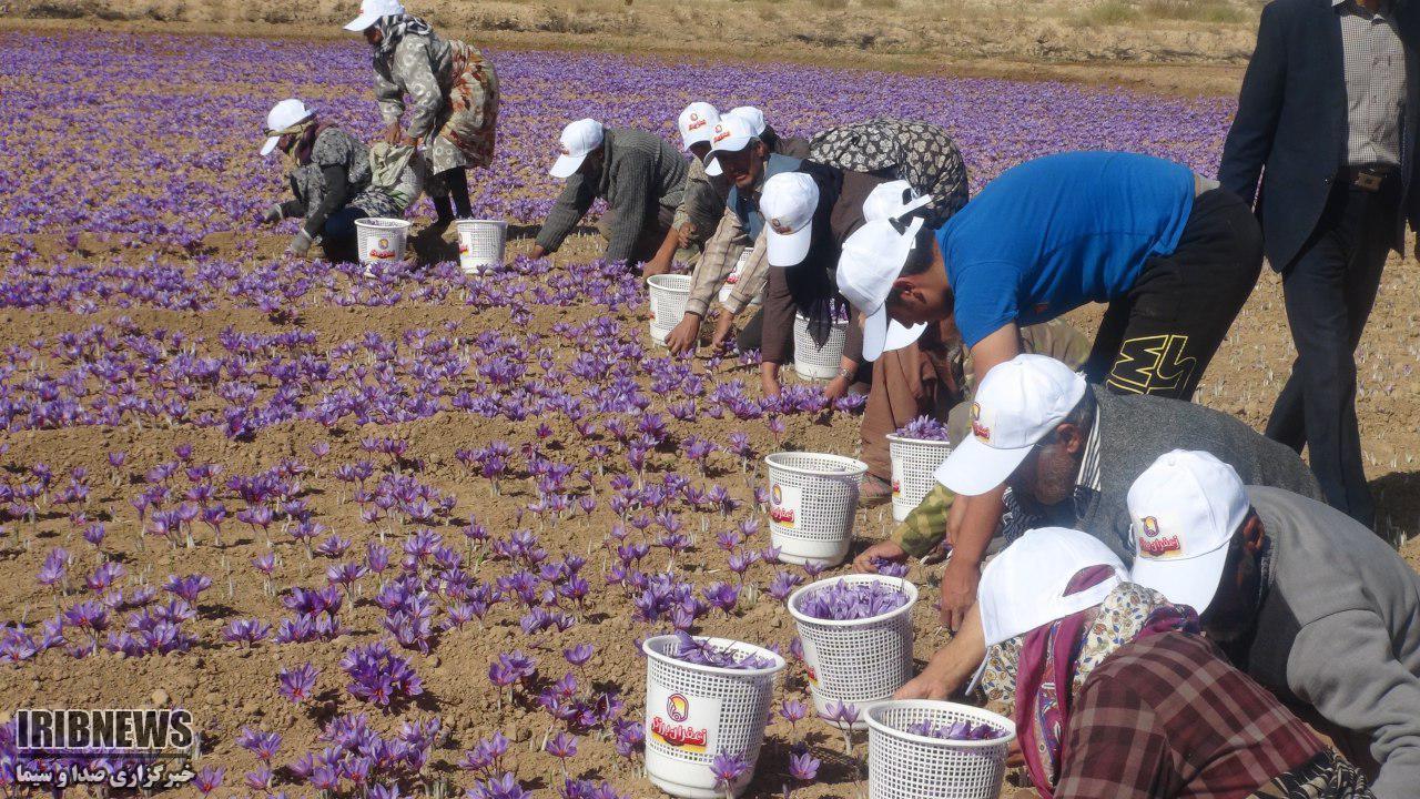 افزایش سطح زیر کشت زعفران در خراسان شمالی