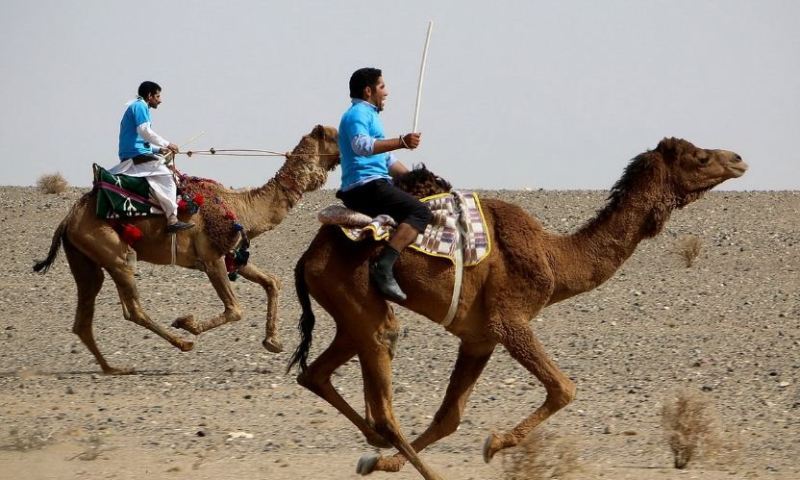 ورزنه اصفهان میزبان هشتمین دوره مسابقات شترسواری قهرمانی کشور