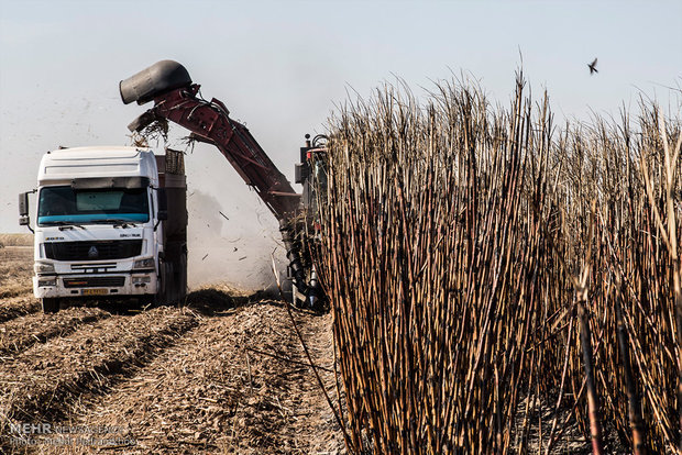 تولید100هزار تن شکر در کشت و صنعت امام خمینی